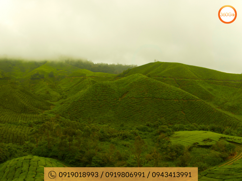Cameron Highland một cảnh quan xanh tươi và trù phú - Du lịch 360Go